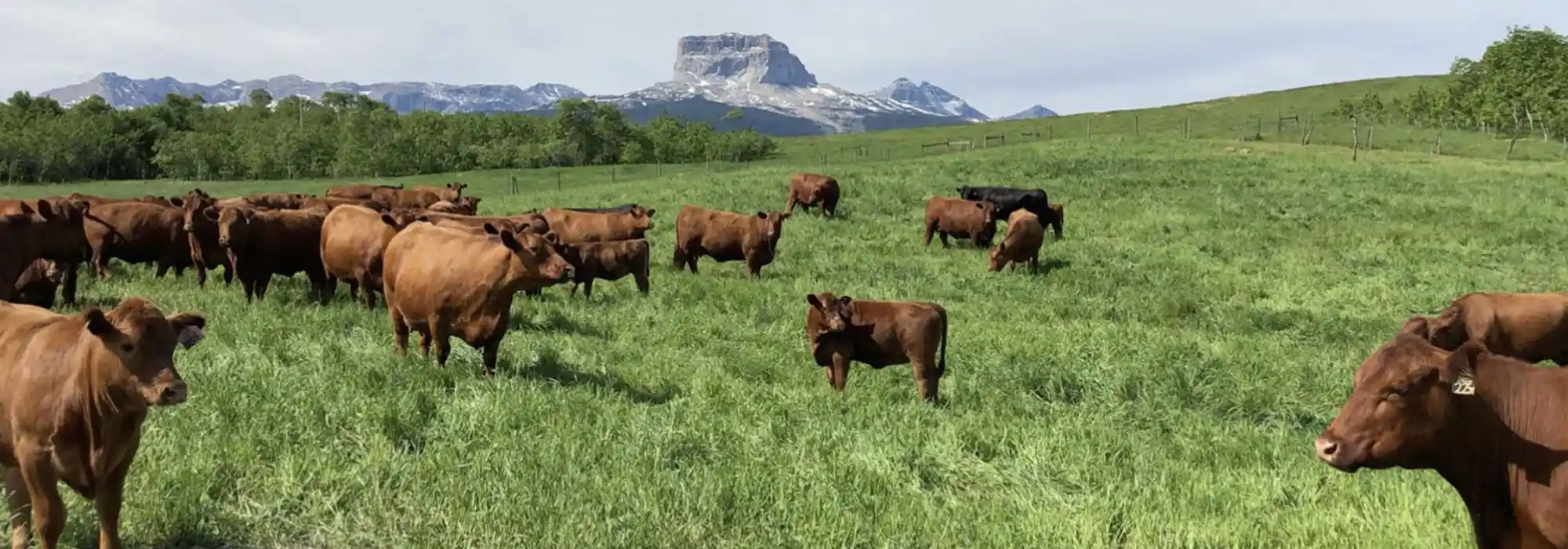 A herd of Angus cattle stand in a grassy pasture with mountains in the background.