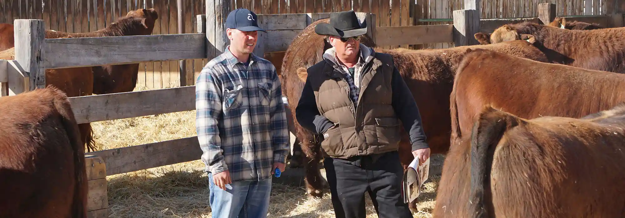 Two men stand in the midst of a group of Red Angus cattle near a fence.