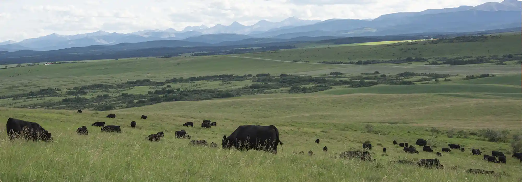 A herd of Black Angus cattle grazes on a grassy hill with mountains on the horizon.