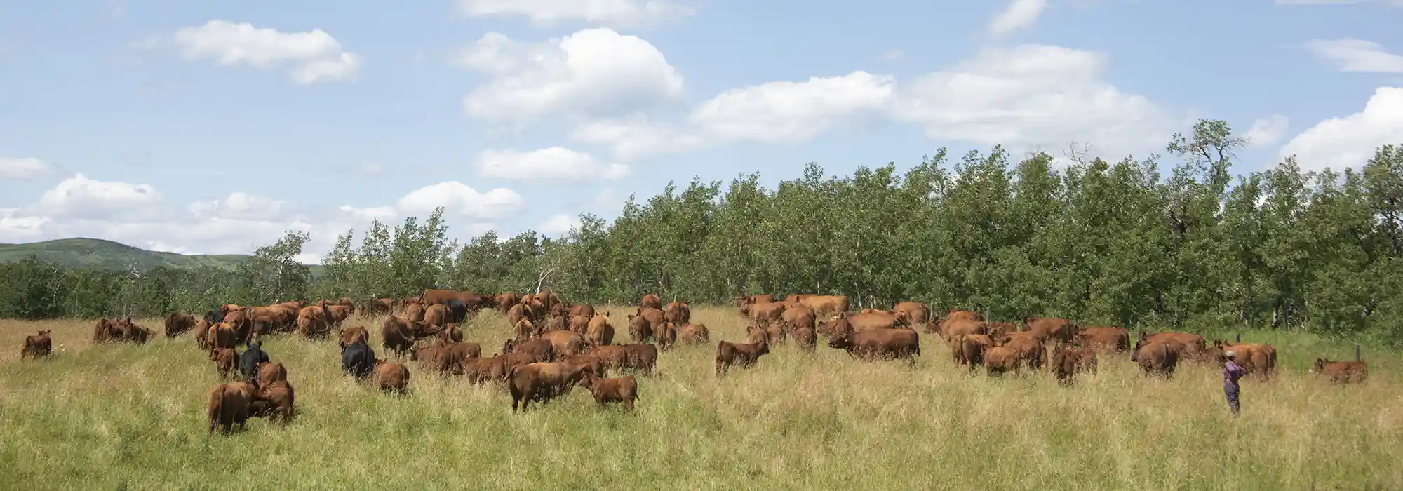 A herd of Angus cattle grazes in a pasture near a grove of trees.