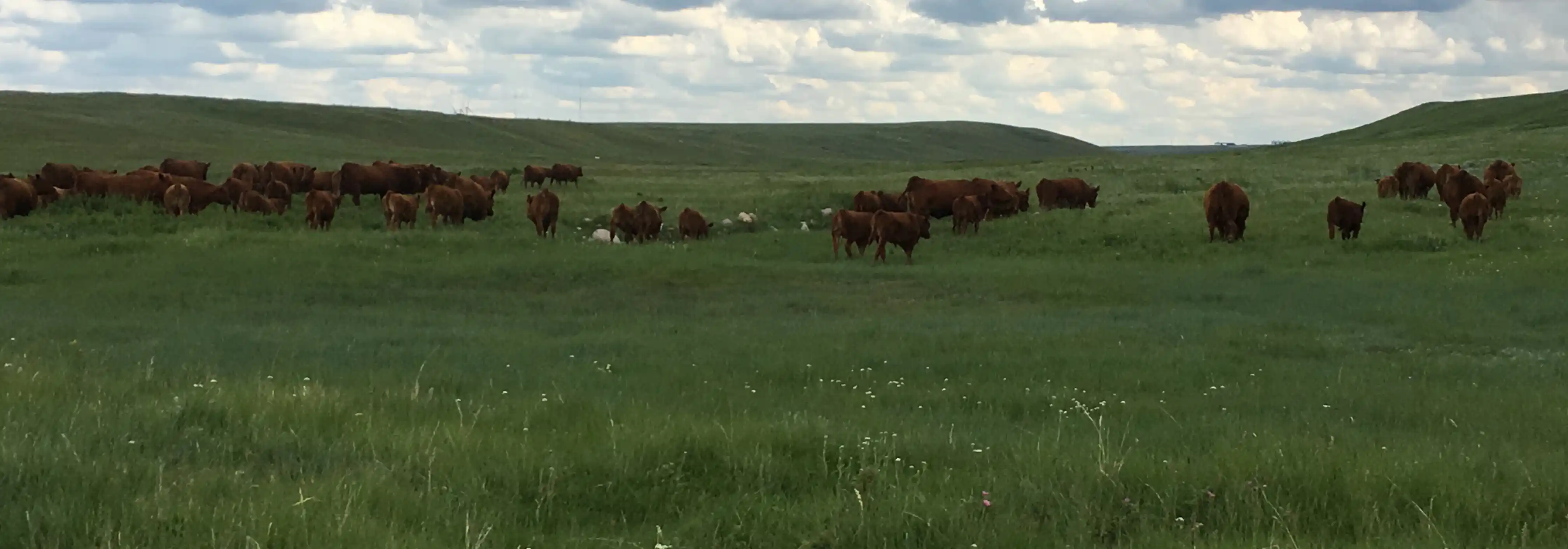 A herd of Angus cattle grazing on grassy hill.