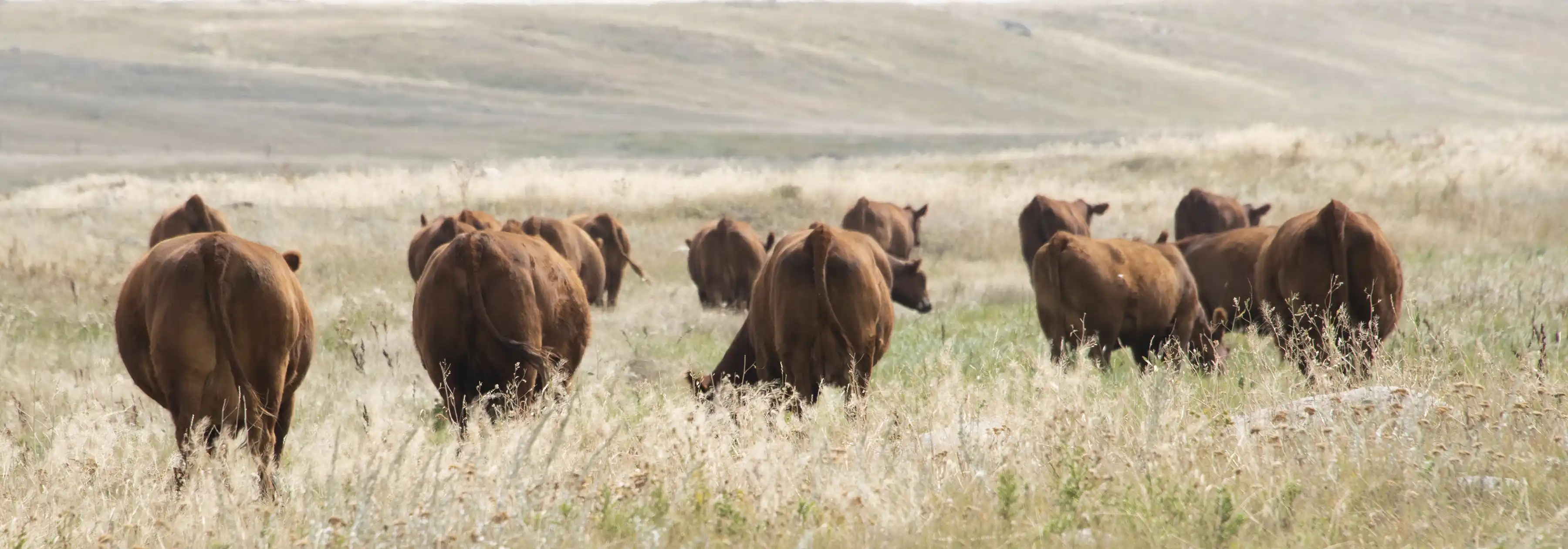 A herd of Angus cattle walking in dry grass.