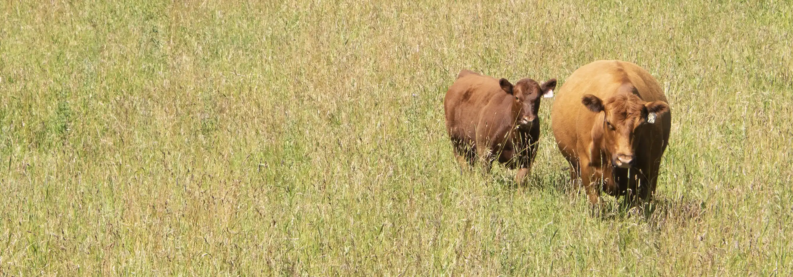 Angus cattle walking.