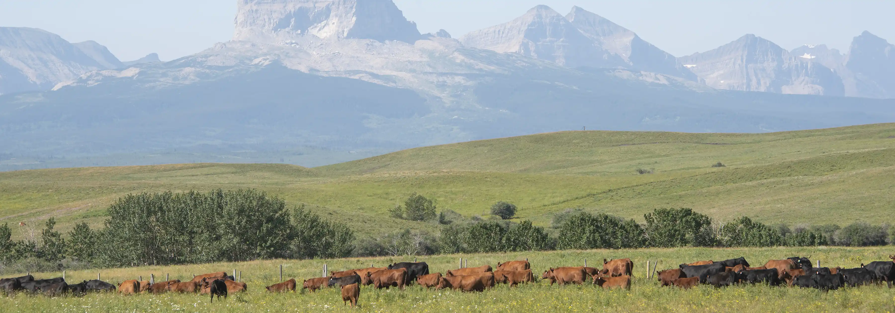 Long shoot of herd of Angus cattle grazing with mountains in background.
