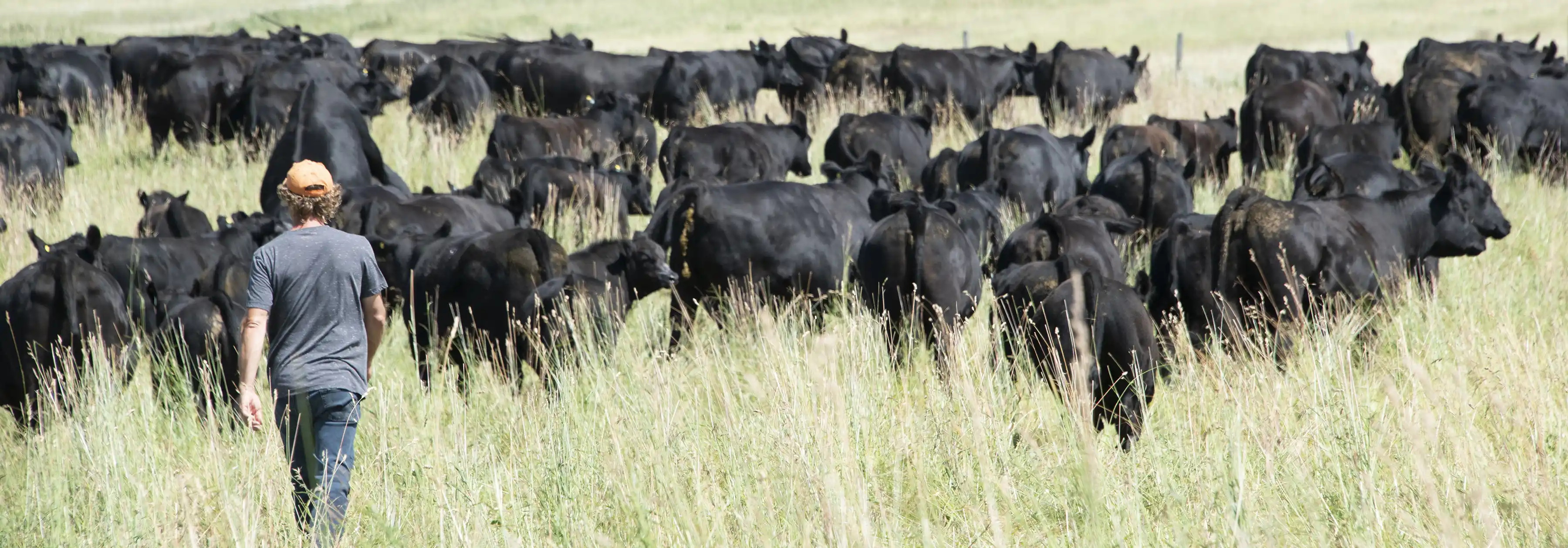 A herd of Angus cattle grazes in a pasture man walking toward them.