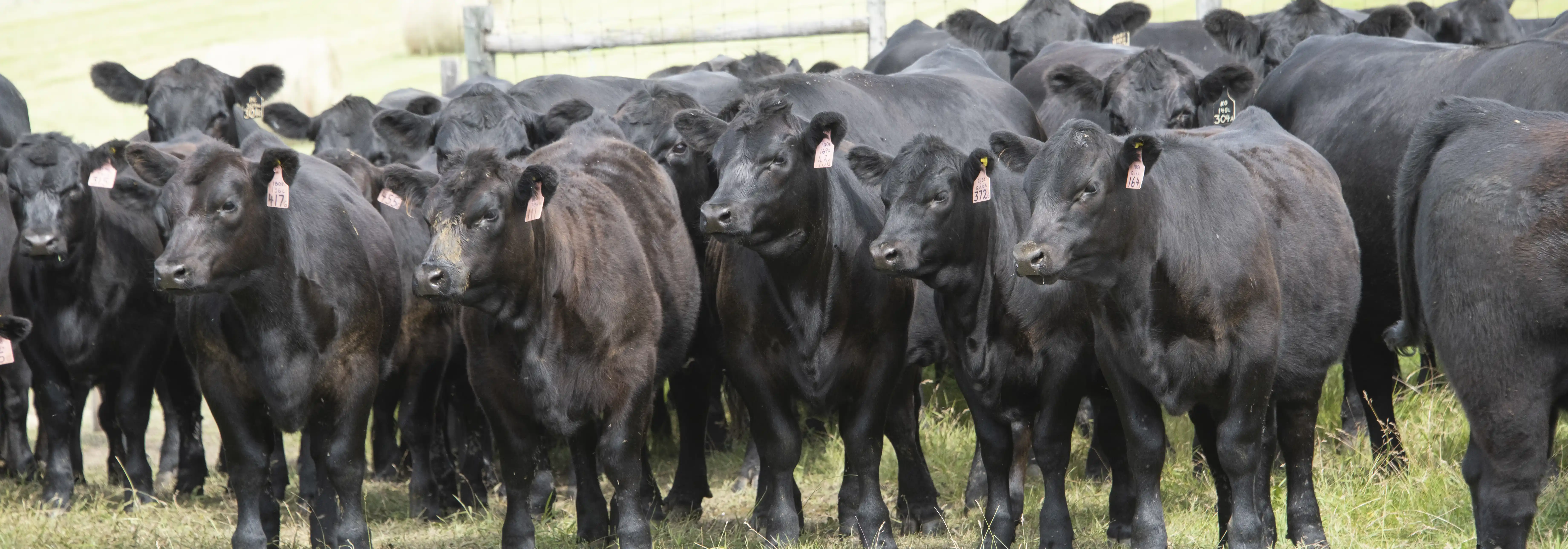 A herd of black Angus cattle.